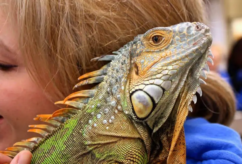 You can adopt all kinds of pets from an animal rescue, like this iguana.