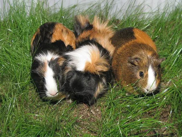 small animal rescue guinea pigs