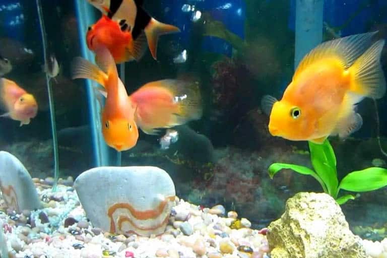 parrot fish