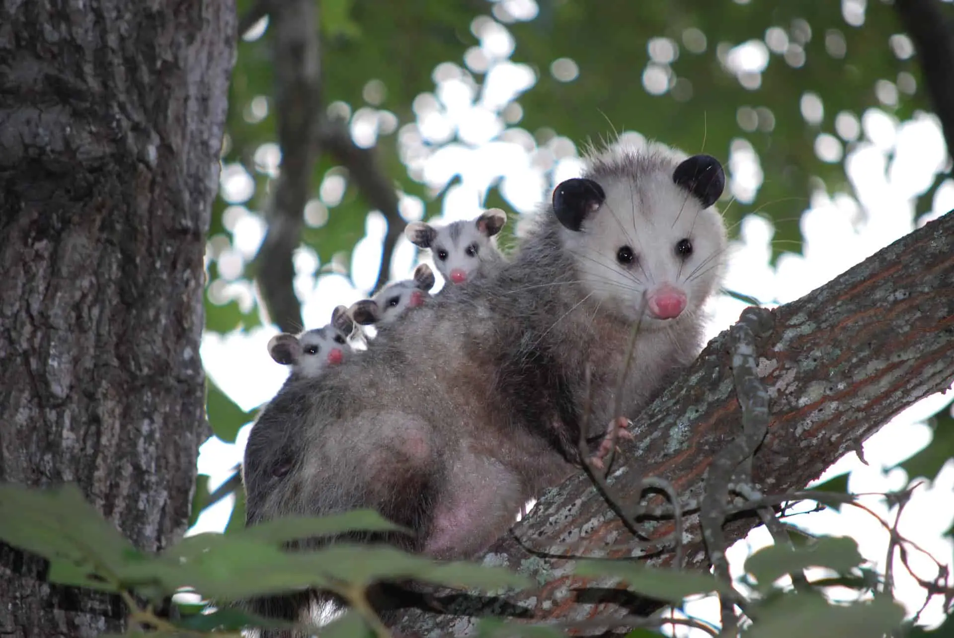 Considering Having A Pet Possum Here Is Everything You Need To Know