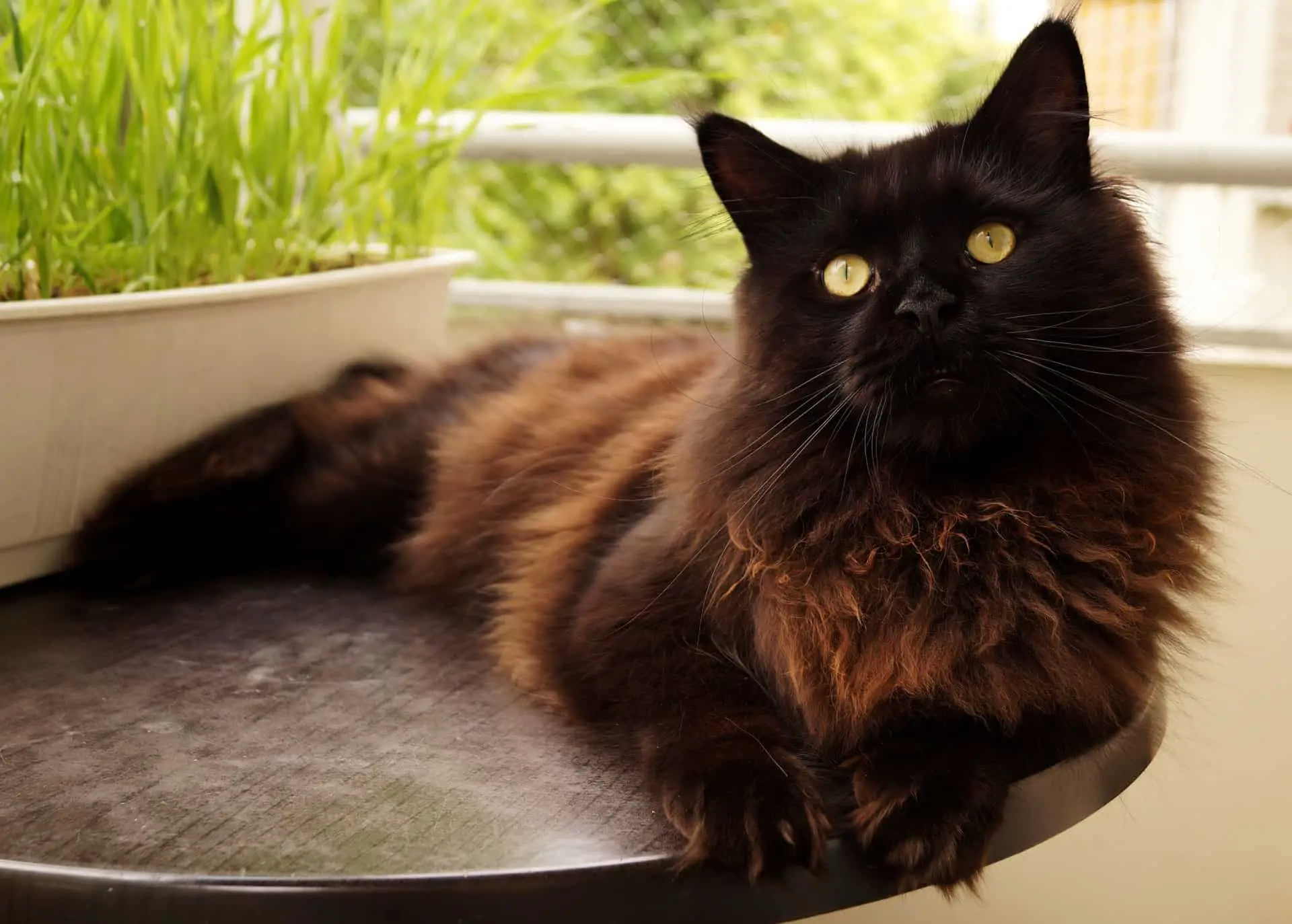 What You Need to Know Before Owning a Black Maine Coon Cat