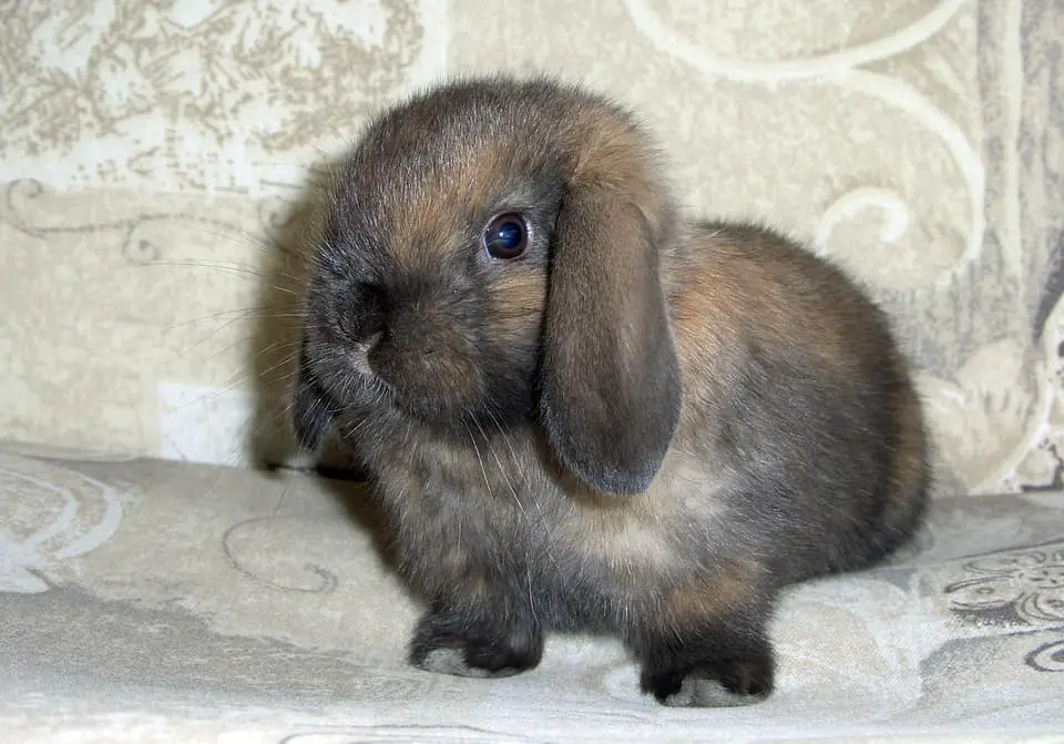 adoptable bunnies
