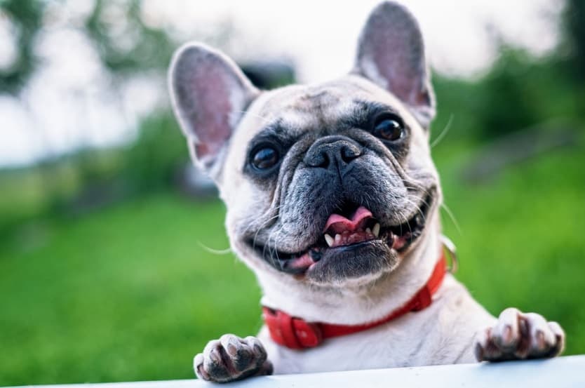(Photo of French bulldog) If you're looking to add a four-legged member to your family, why not consider a French Bulldog? French Bulldog