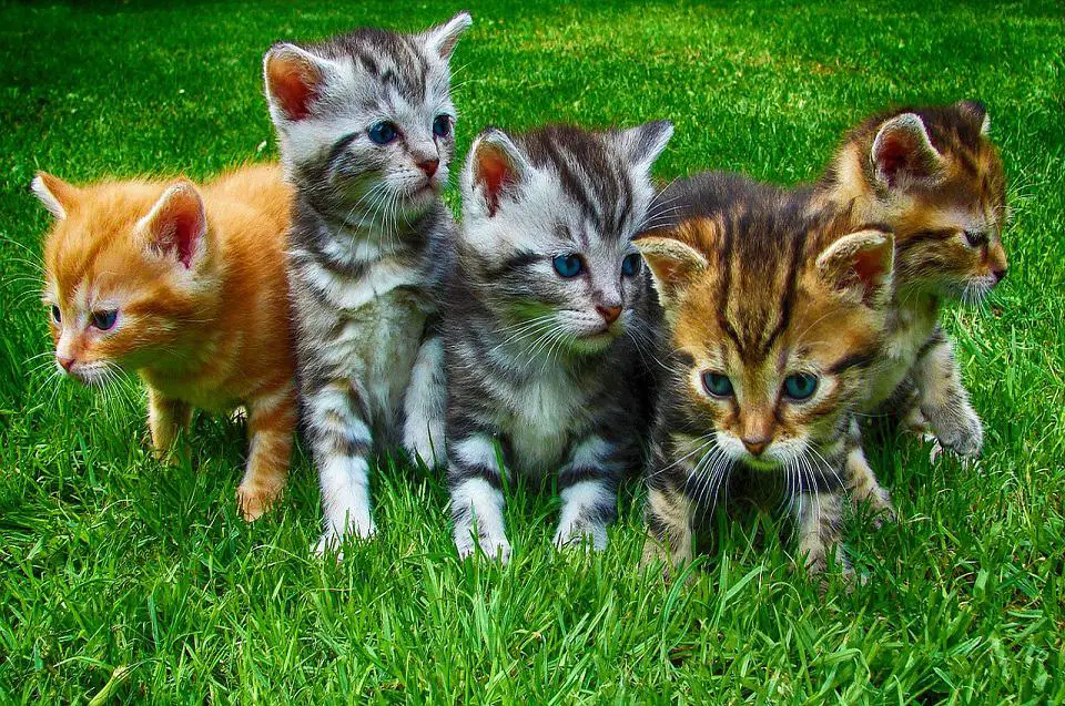 If you've always wanted to adopt a kitty, you're in luck. There are lots of cat rescue groups in search of good homes for your new feline friend. Photo of kittens.