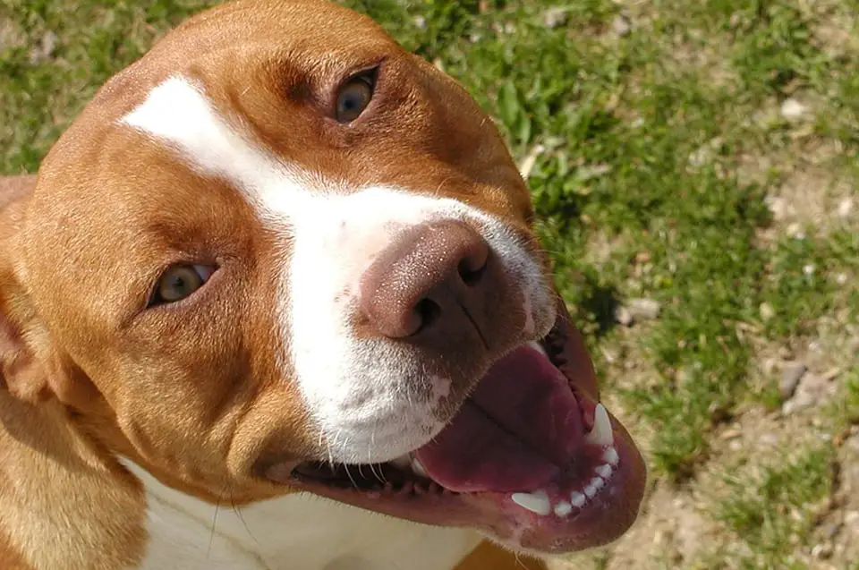 Thinking about that special kind of love, companionship, and fun only a dog can provide? Here are some great reasons to adopt a pet through a dog rescue. (Photo of smiling dog)