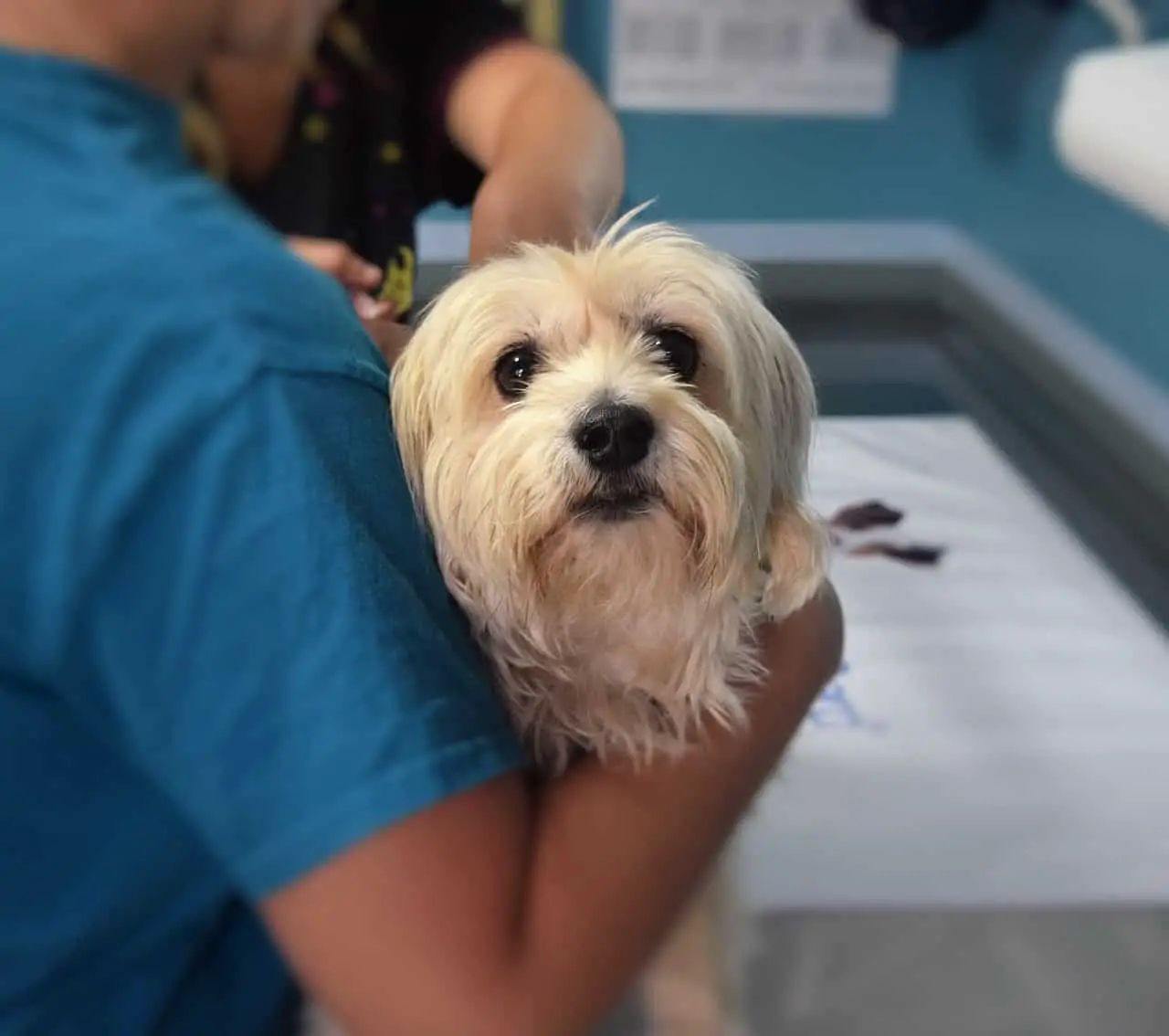 Before you adopt, finding a veterinarian that you trust to help you keep your pets healthy and happy is crucial. After all, your pet depends on you [Photo of dog at vet's office.]