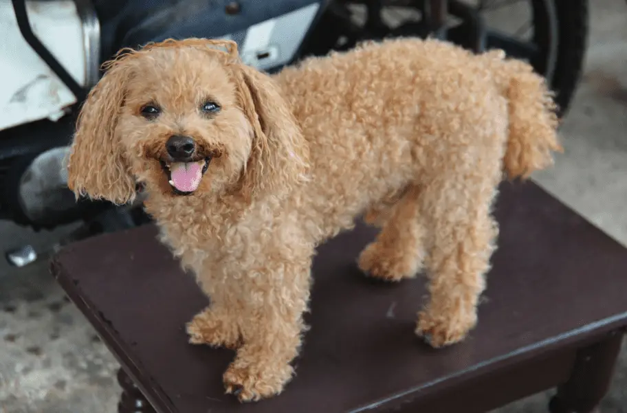 Goldendoodle Rescue Dogs Everything You Love About 'Man's Best Friend