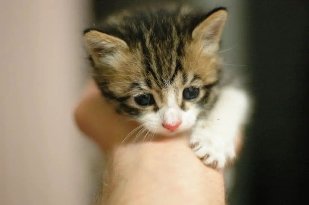pet kitten rescue league find animal