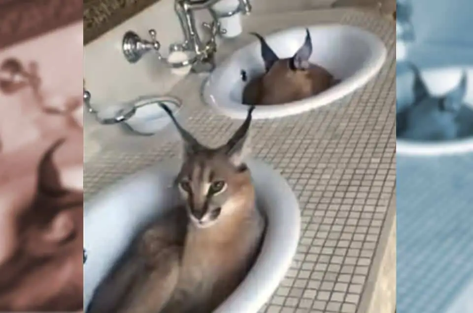 What do you do when there's an alligator in your living room or lynx in your sinks? The folks from the Wildlife Rescue League know what to do.