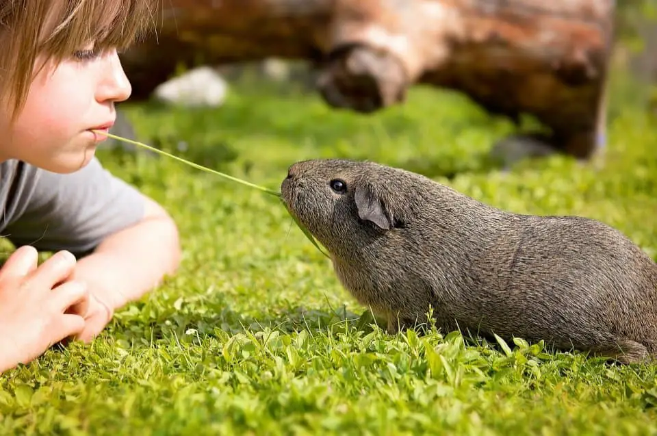 How to Care for Your Rescue Guinea Pig