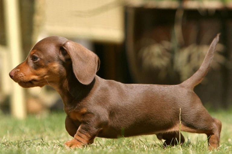 Dachshund