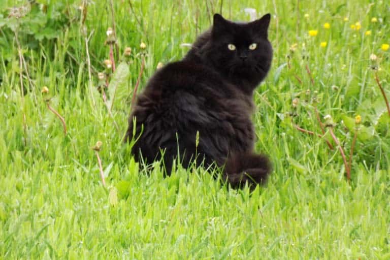The Nature of Cats