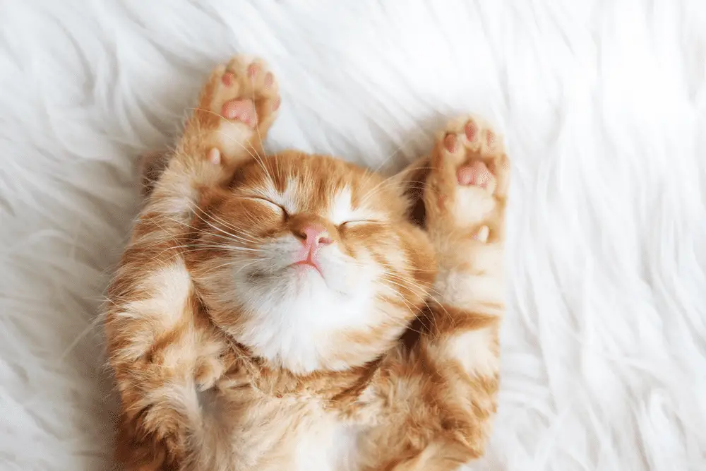 How Much Does It Cost to Declaw a Cat? – A Complete Cat Lover’s Guide