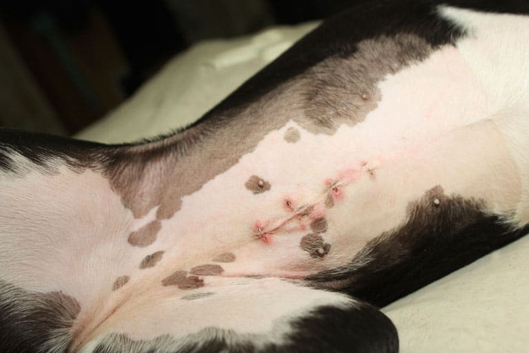 Spaying