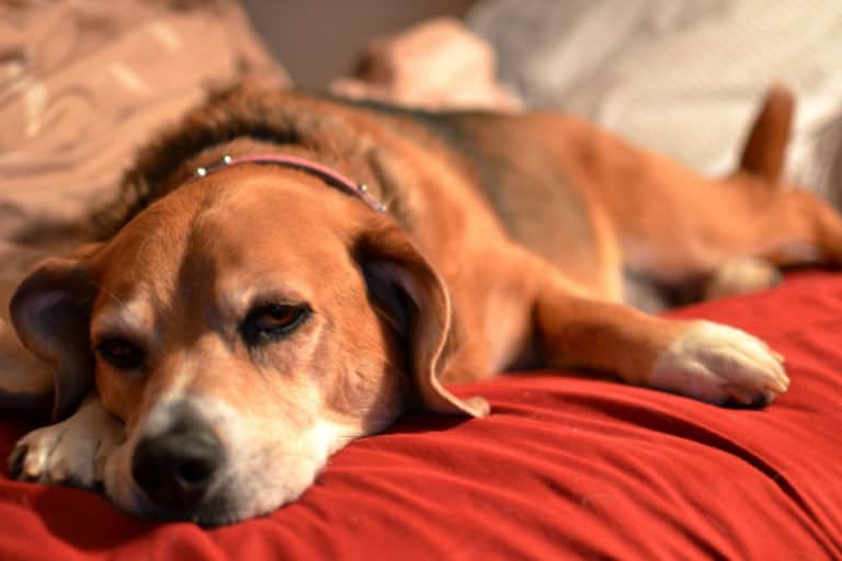 10 Signs of a Depressed Dog
