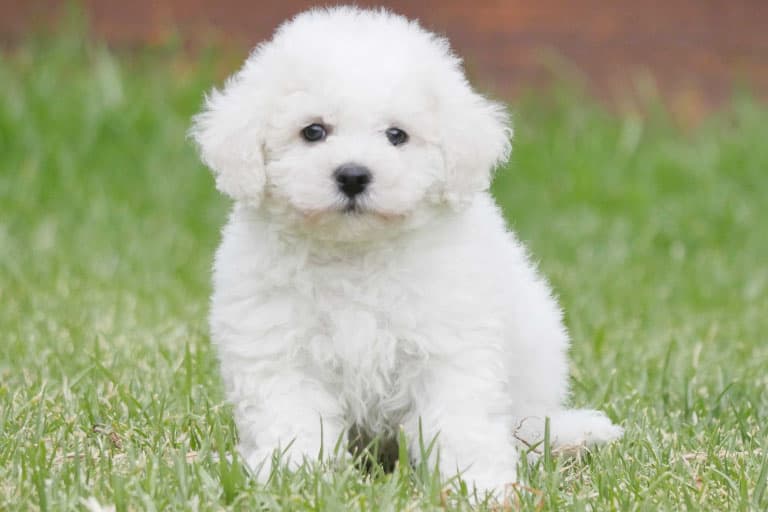 Bichon Frise
