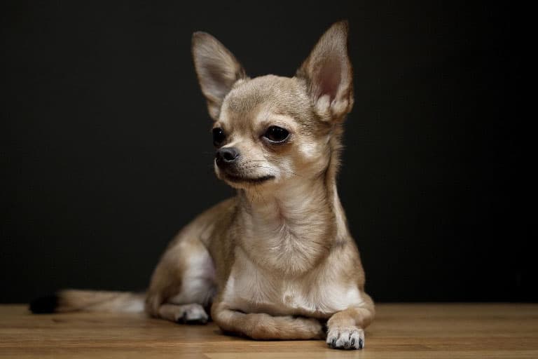 Chihuahua