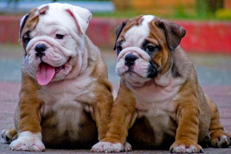 English Bulldog