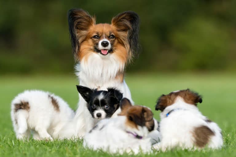 FAQs on Best Dogs for First Time Owners