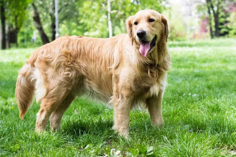 Golden Retriever