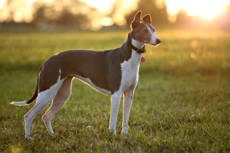 Greyhound