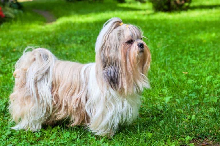 Shih Tzu