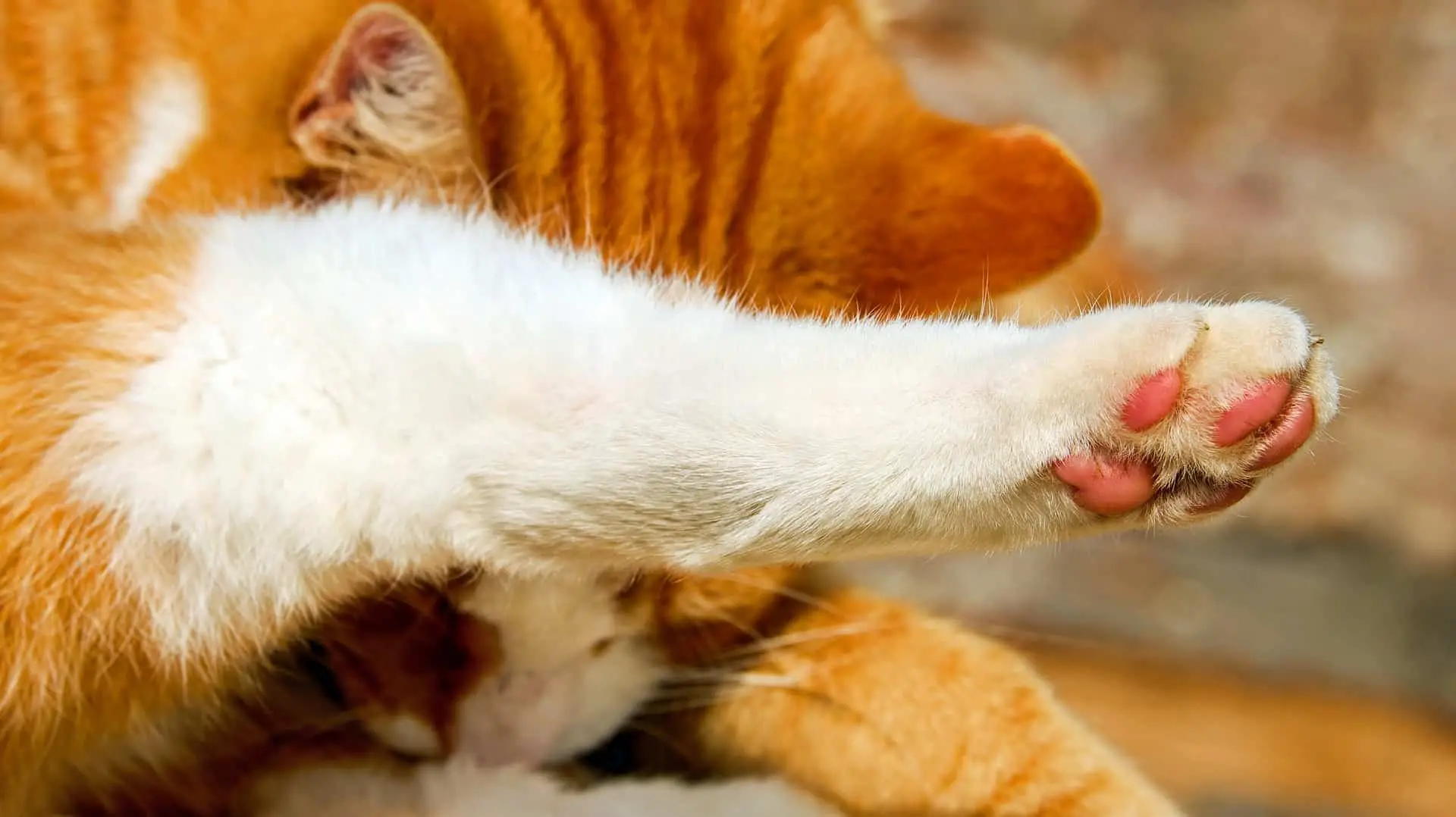 How Much Does It Cost to Declaw a Cat? A Complete Cat Lover's Guide