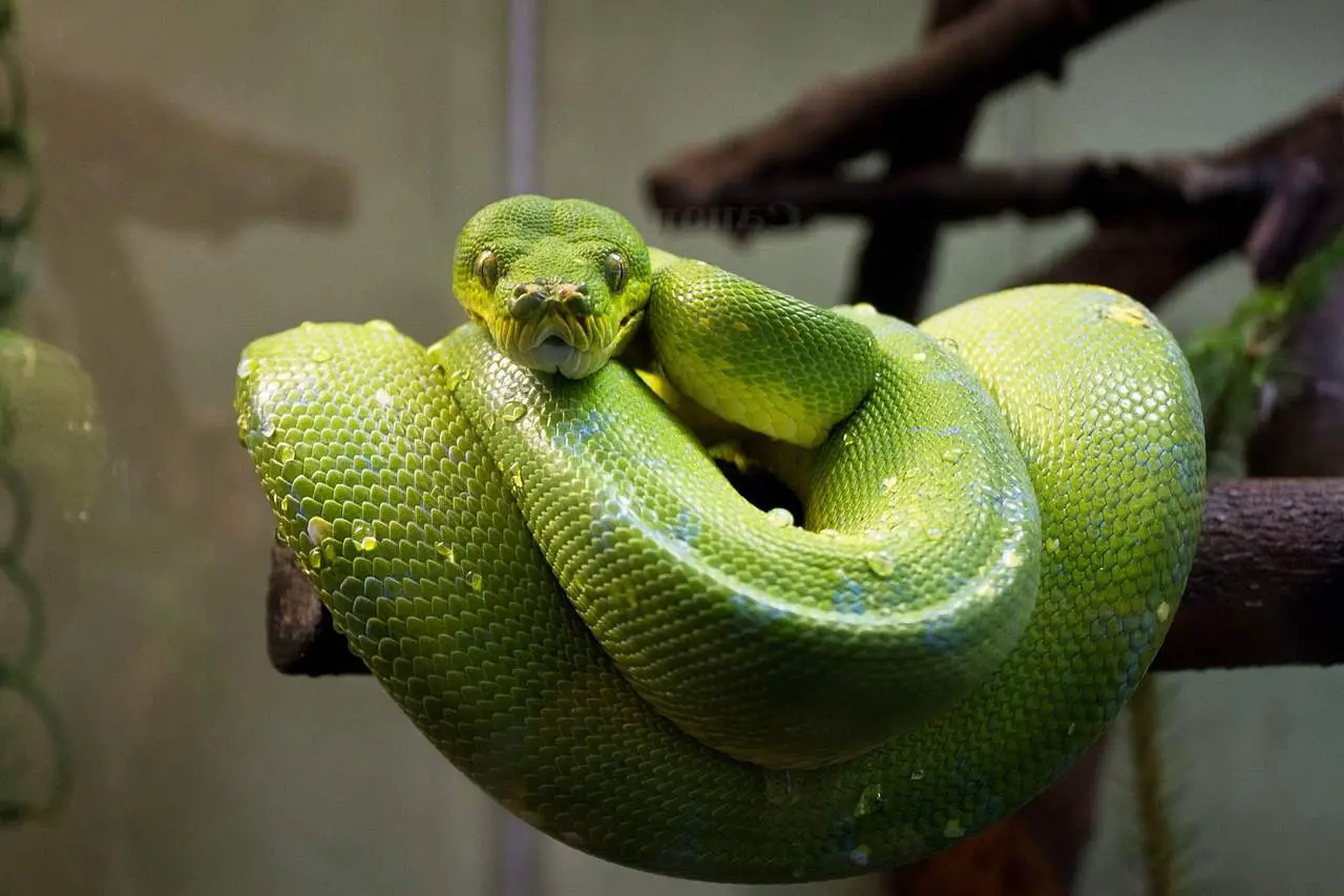 pet snake