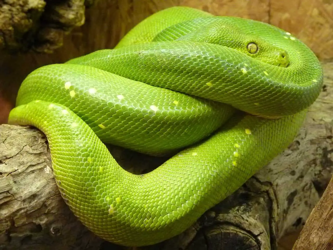 pet green tree python