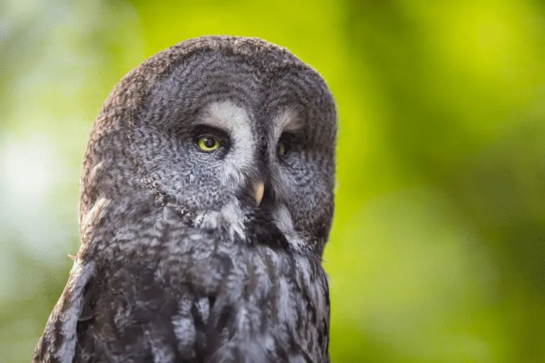 Here’s What You Need to Know If You Are Considering an Owl as a Pet
