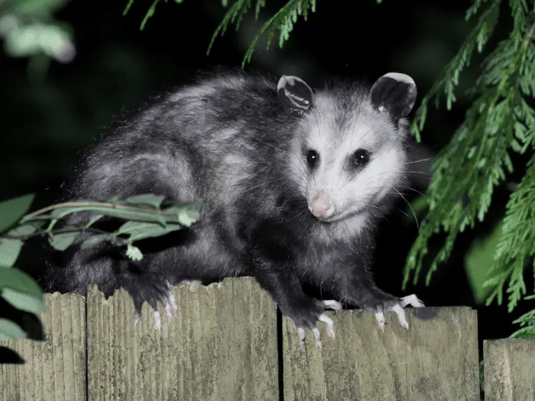 Considering Having A Pet Possum? Here Is Everything You Need To Know