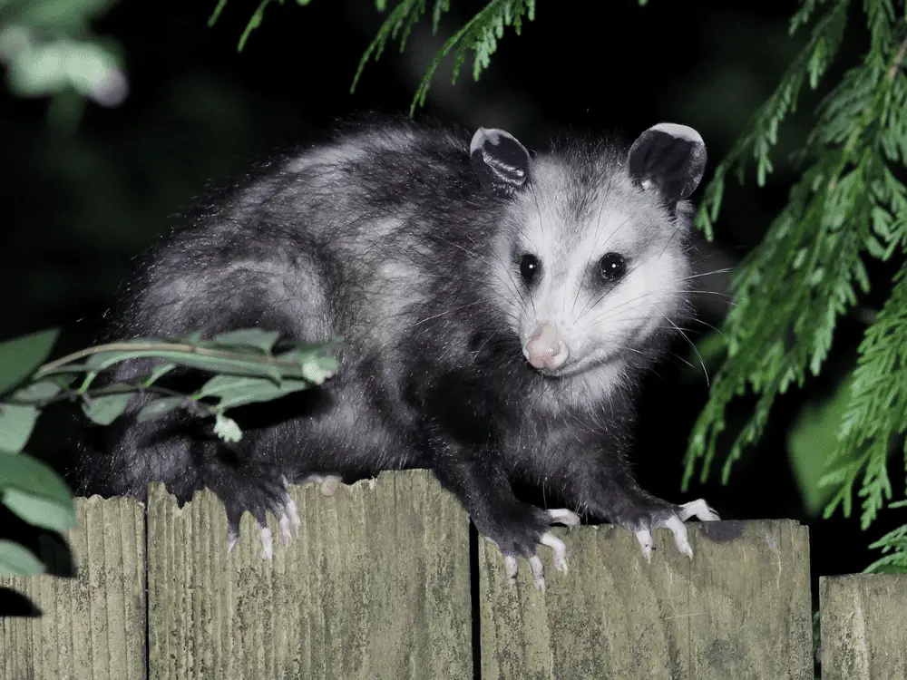 possum in the wooden fence