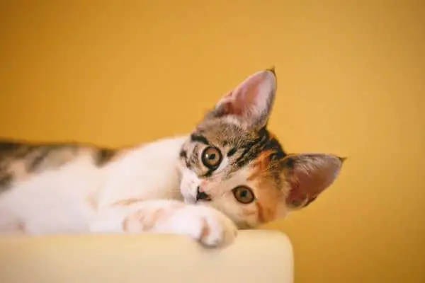 adorable cat leaning